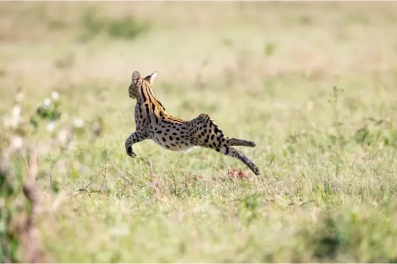 Serval