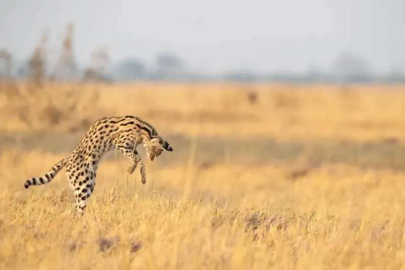 Servals Can Jump Over 10 Feet High—From a Standstill