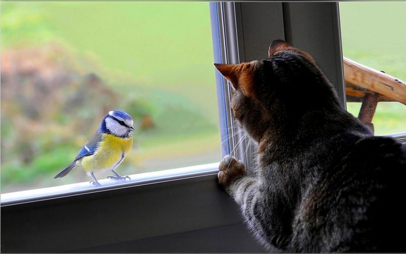 Set Up Bird-Watching Windows