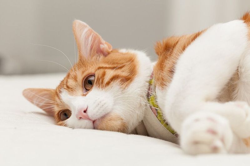 Shallow Skin Lacerations: More Than Just Scratches