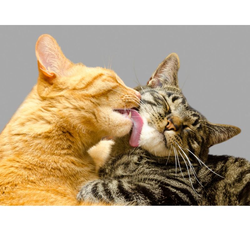 Shared Grooming Helps Keep Them Clean