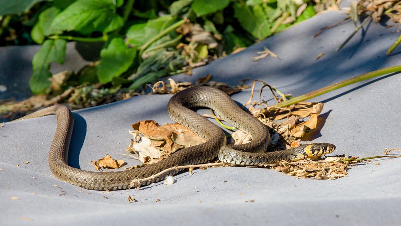 Shed Snake Skins