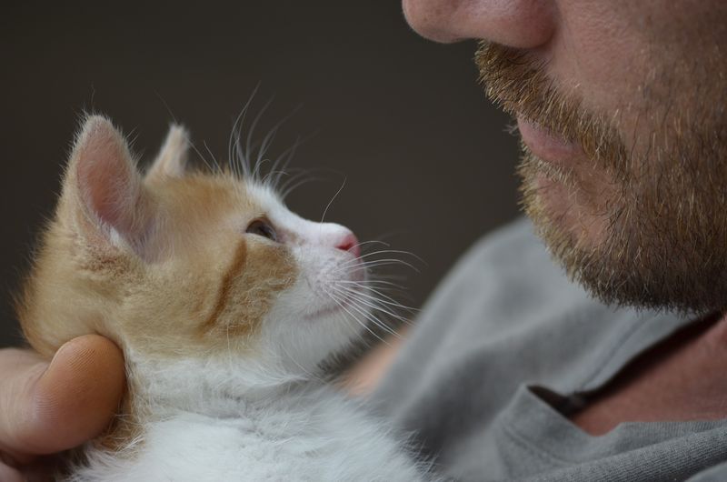 Shift in Male Cat Ownership
