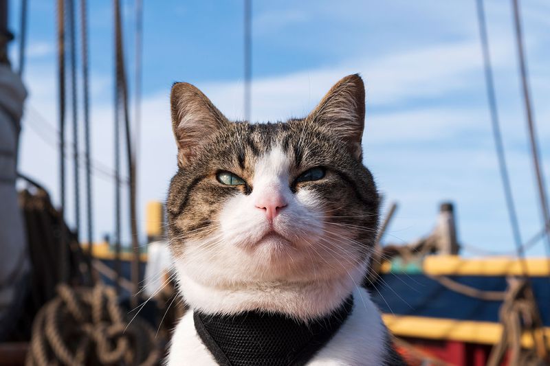 Ship's Cat: Naval Mousers Who Ruled the Seven Seas