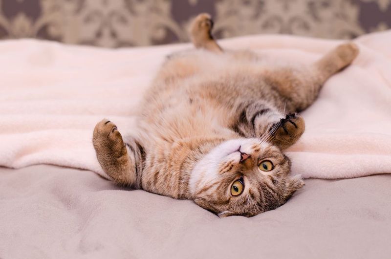 Showing Their Belly