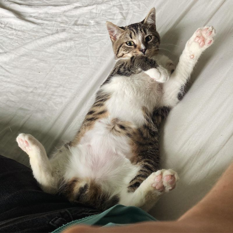 Showing You Their Belly