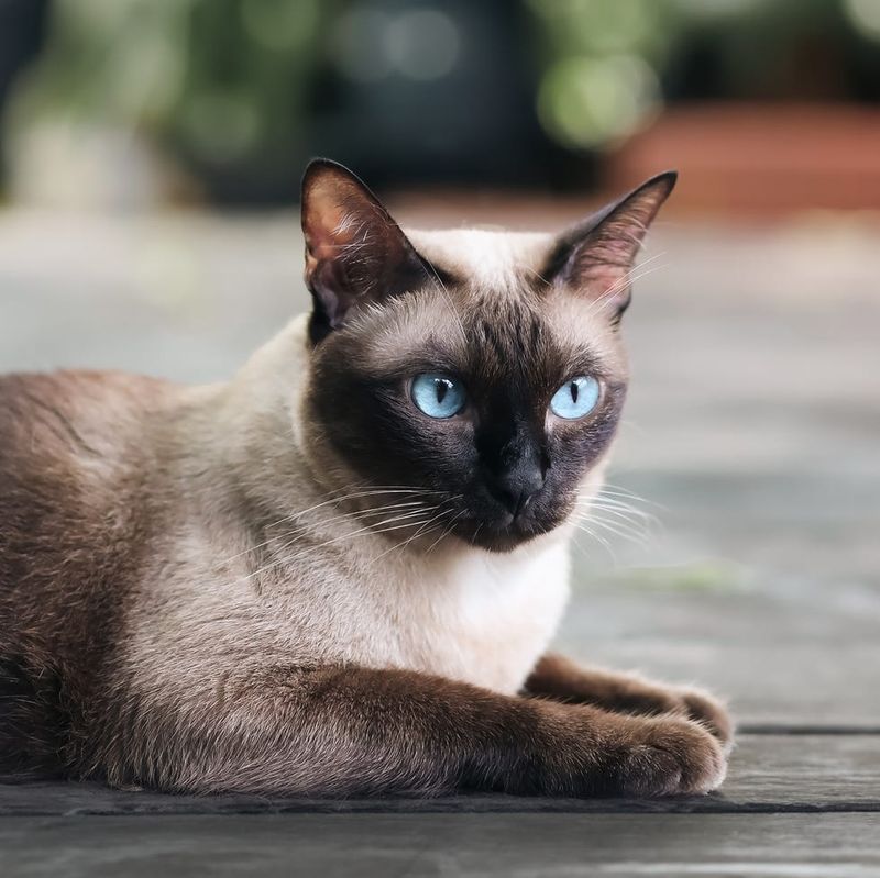 Siamese