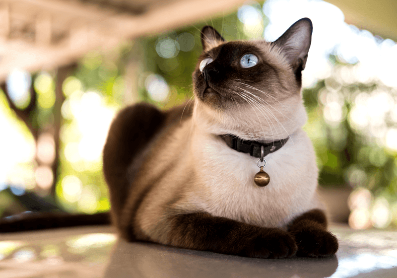 Siamese