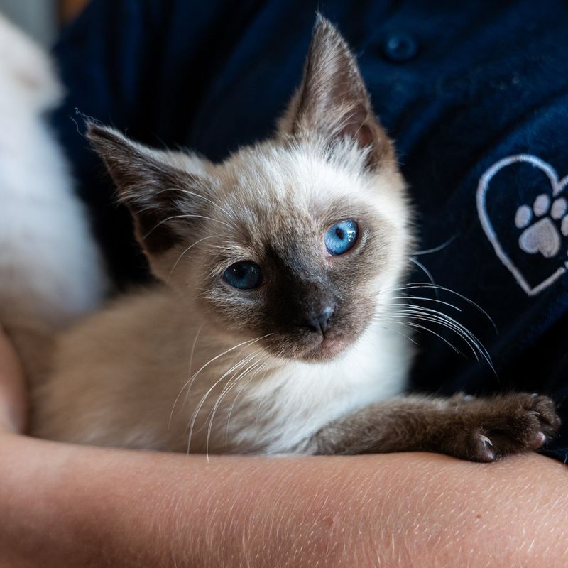 Siamese