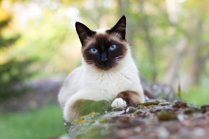Siamese