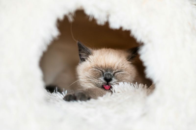 Siamese