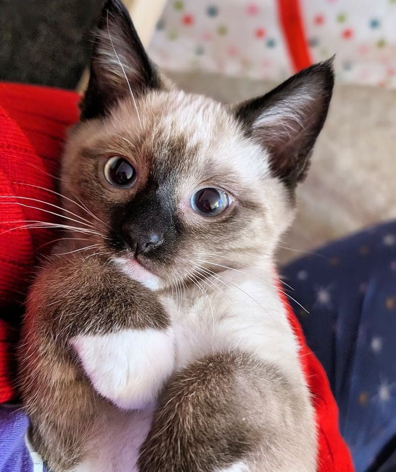 Siamese
