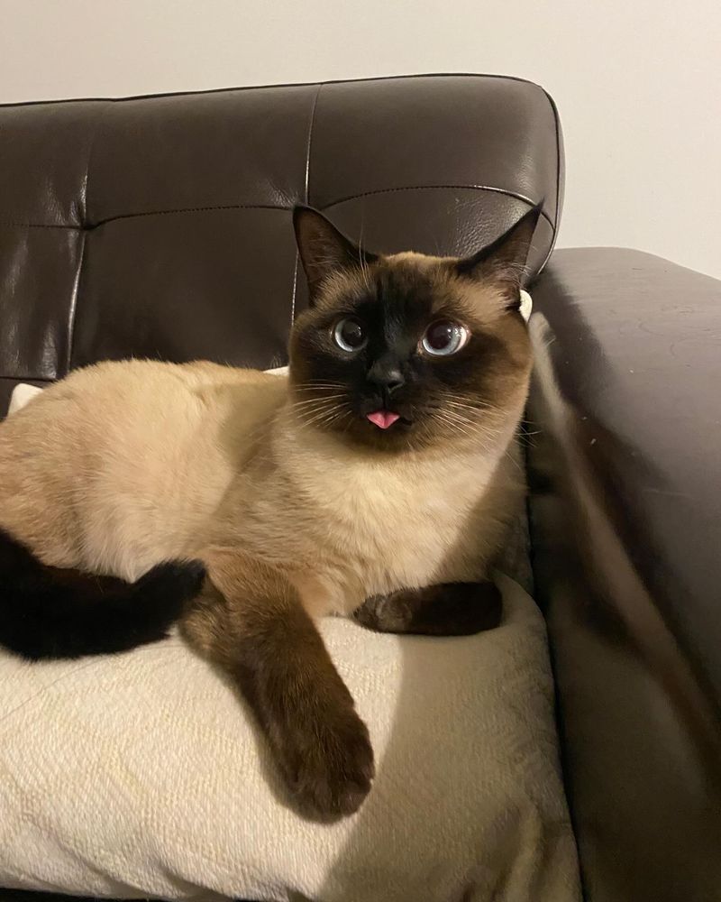 Siamese