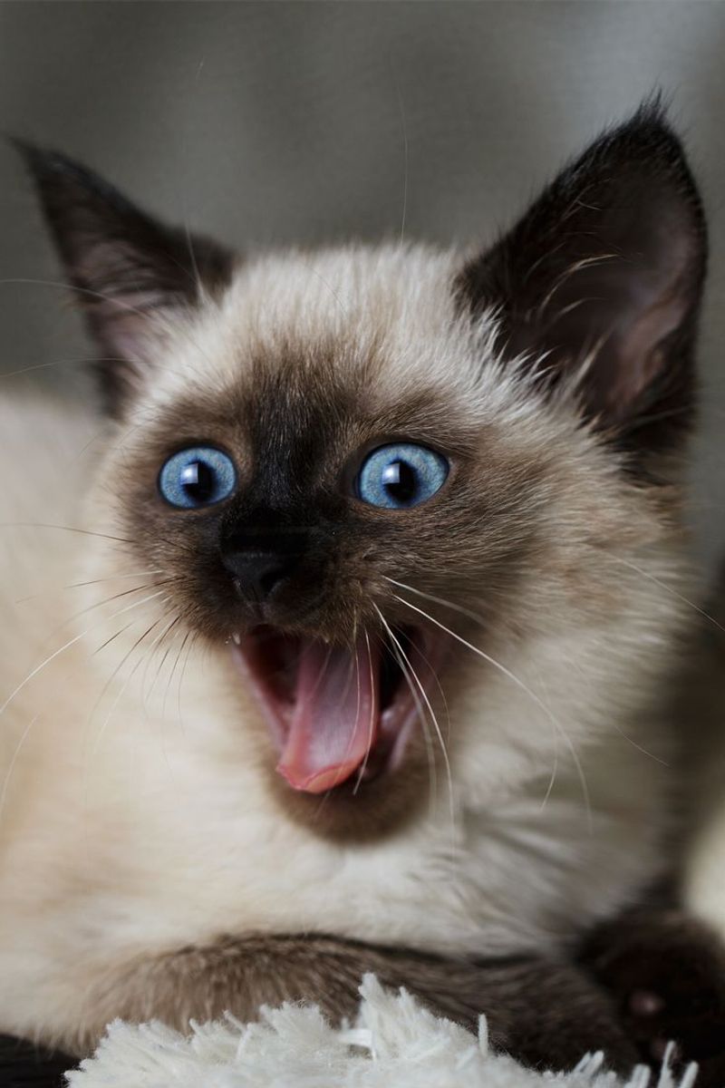 Siamese
