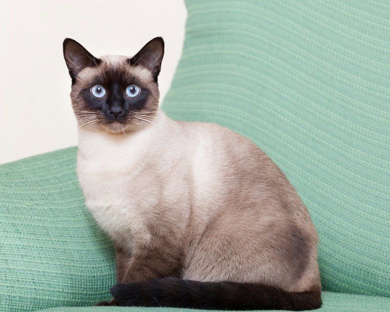 Siamese