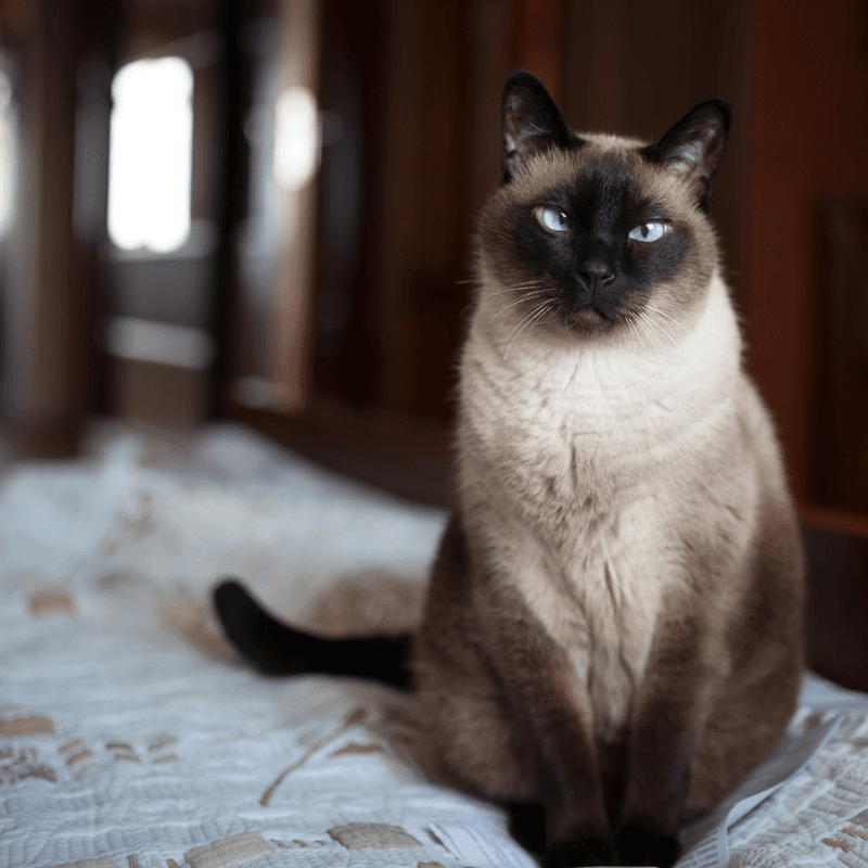 Siamese