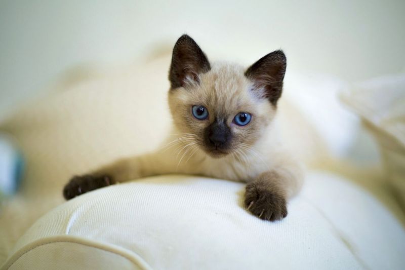 Siamese