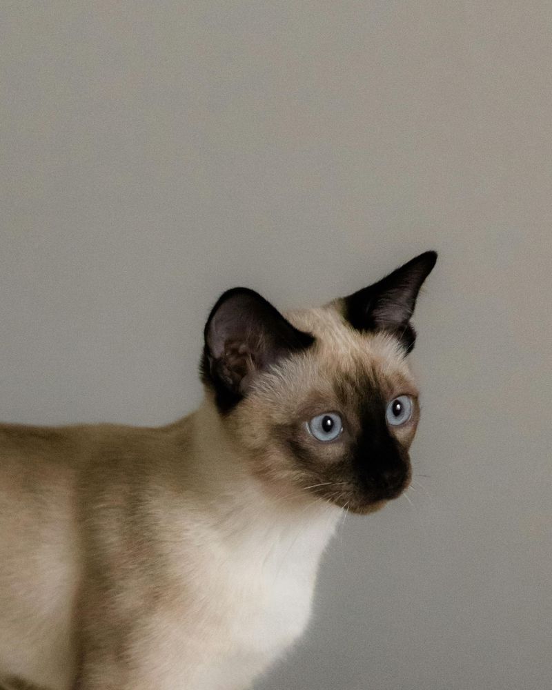 Siamese