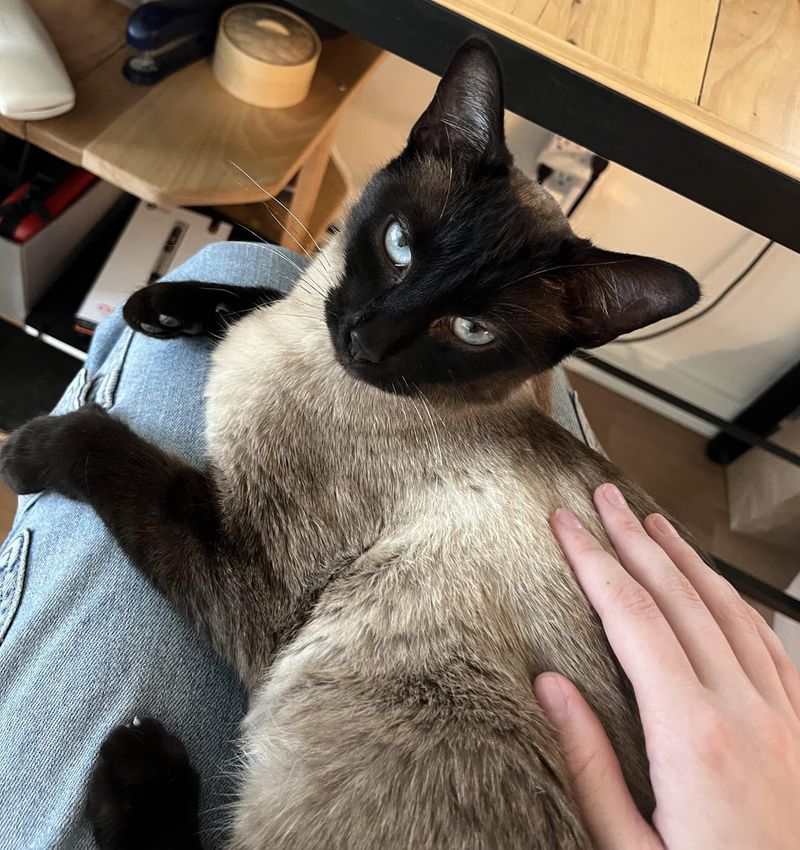 Siamese