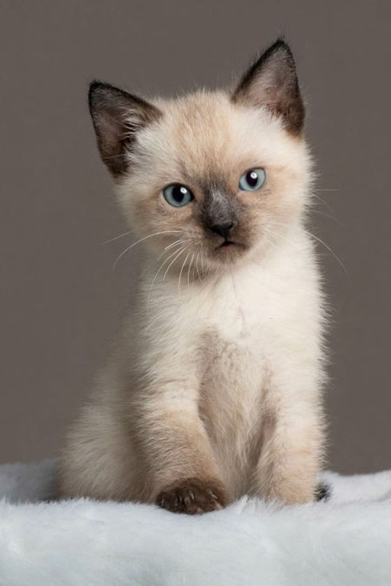 Siamese