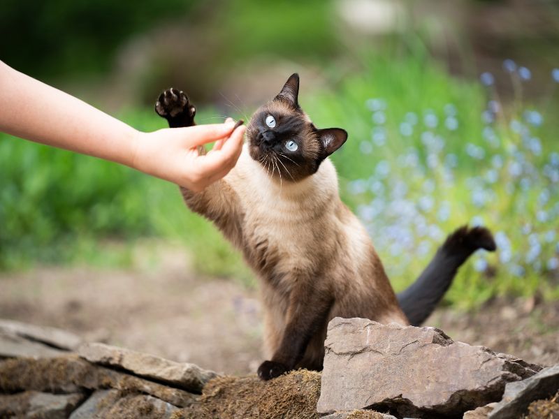Siamese