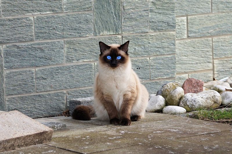 Siamese