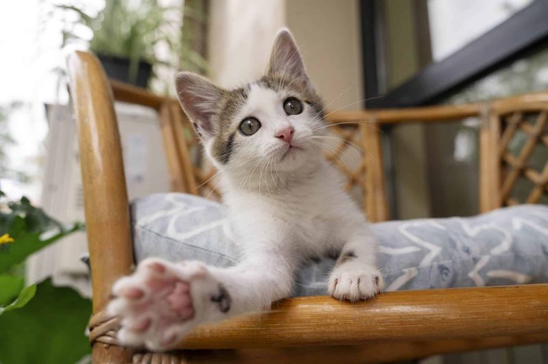 Siamese