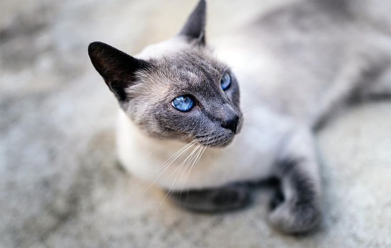 Siamese