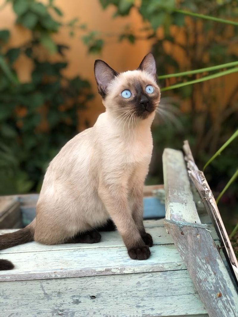 Siamese
