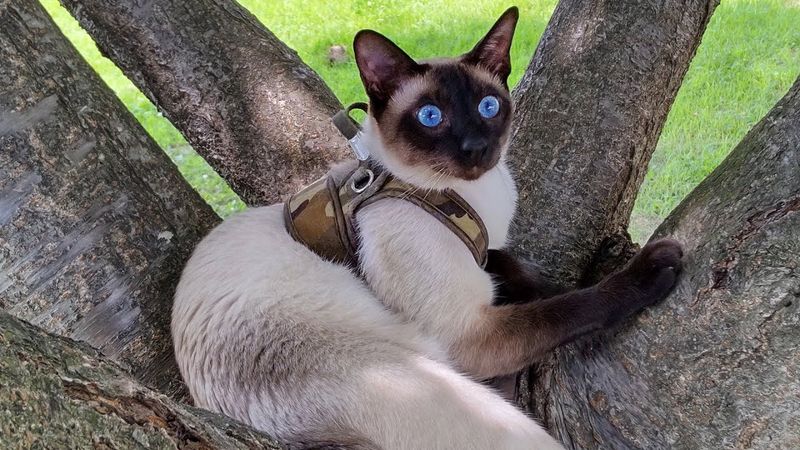 Siamese