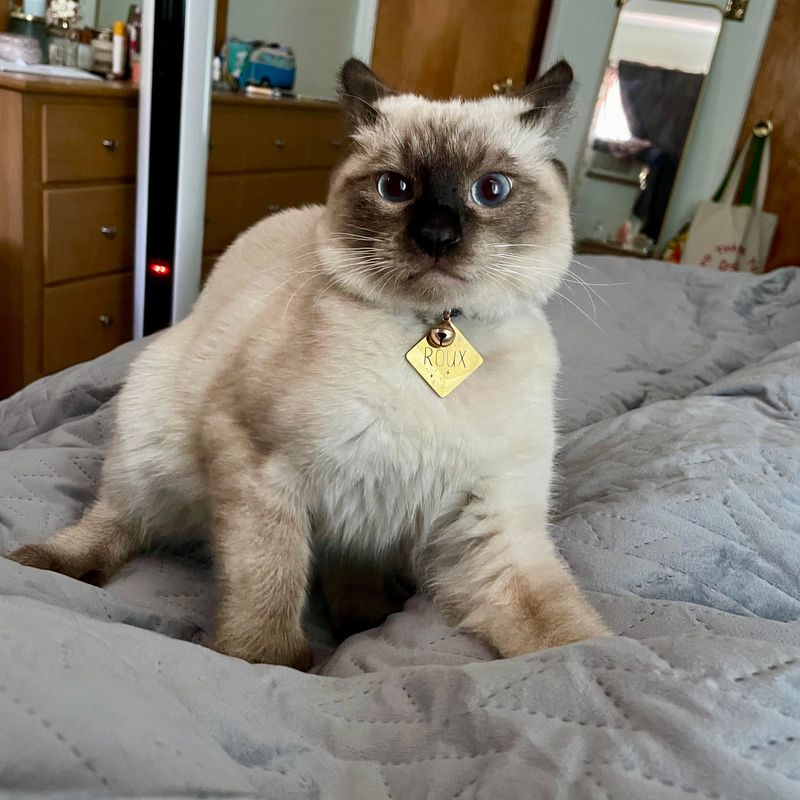 Siamese