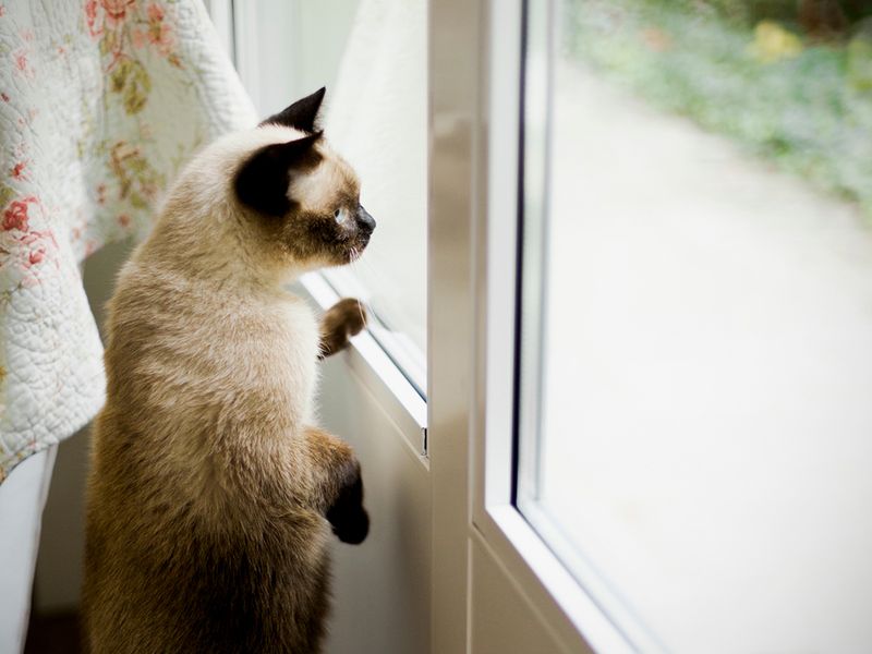 Siamese