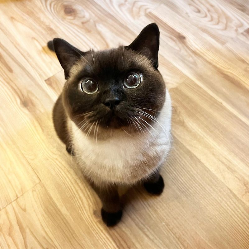 Siamese