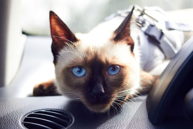 Siamese