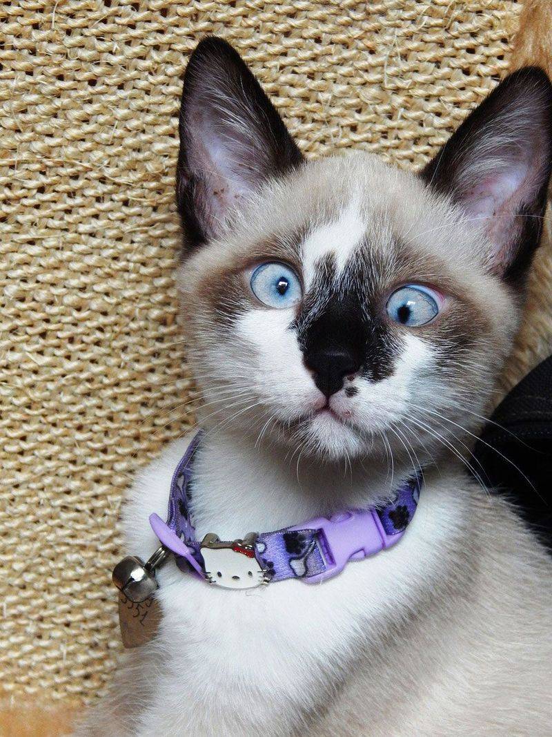 Siamese