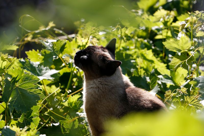 Siamese