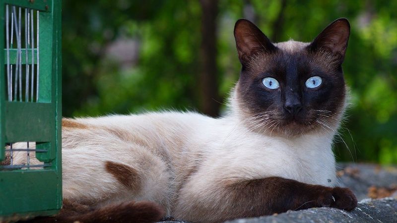 Siamese