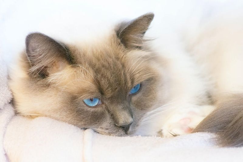 Siamese