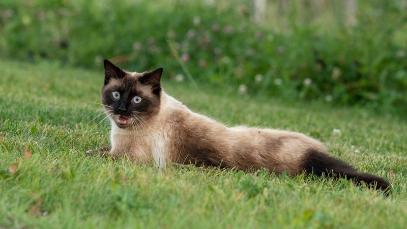 Siamese
