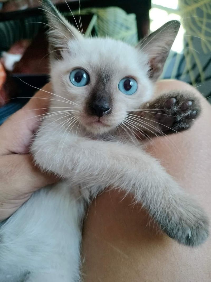 Siamese