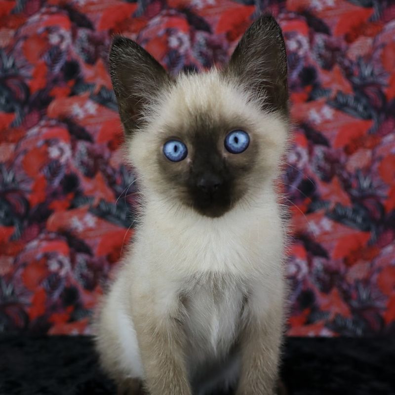 Siamese