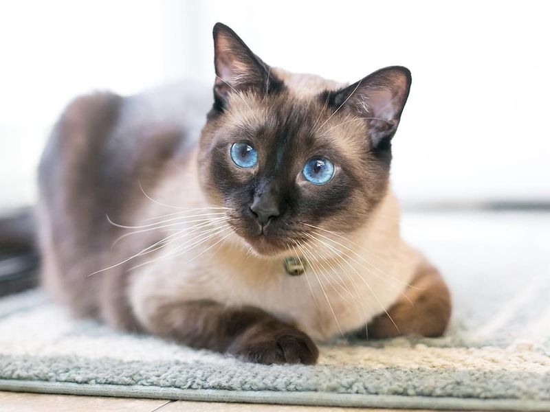 Siamese