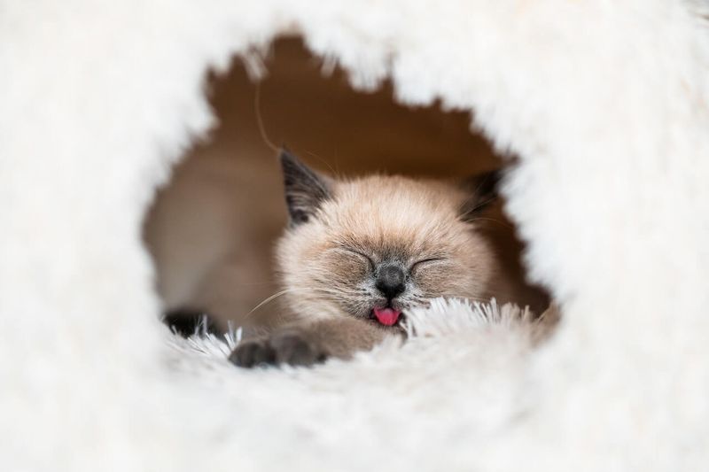 Siamese