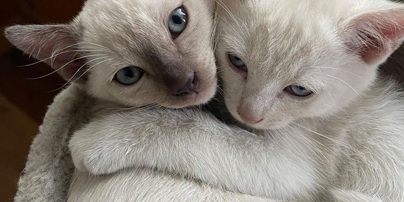 Siamese