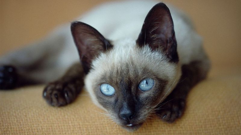 Siamese