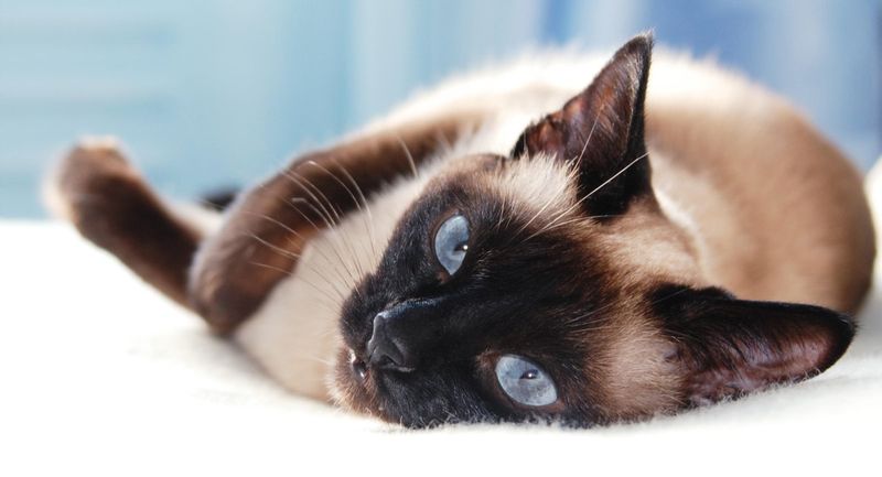 Siamese