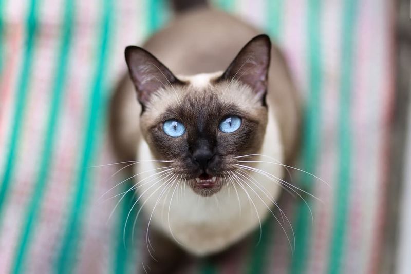 Siamese