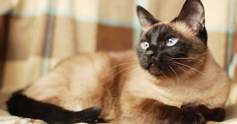 Siamese