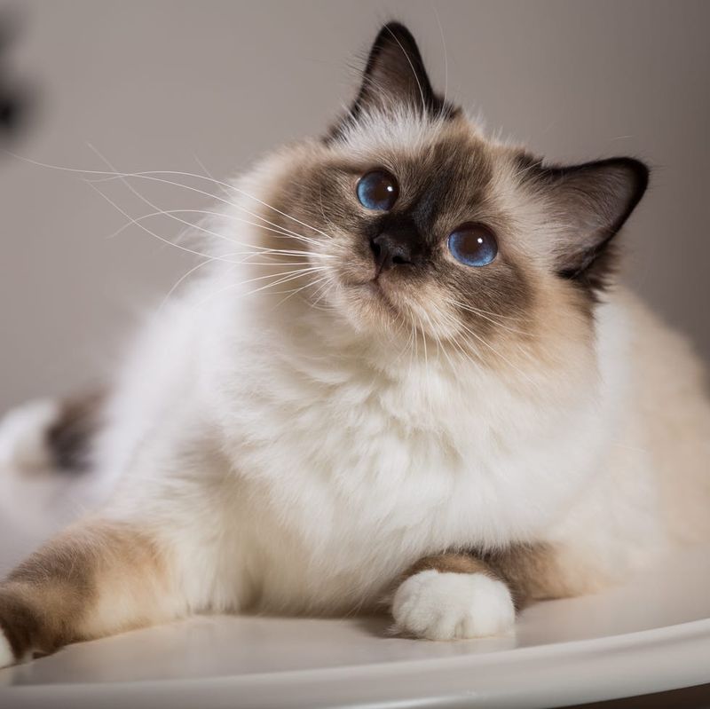 Siamese