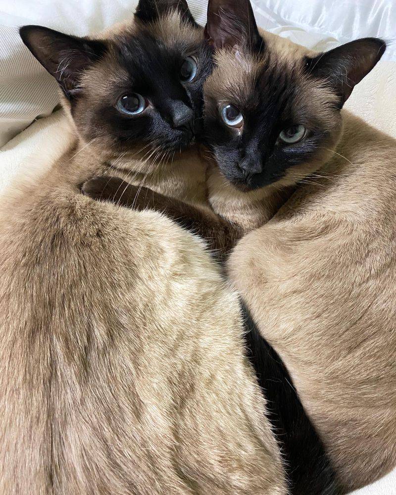 Siamese